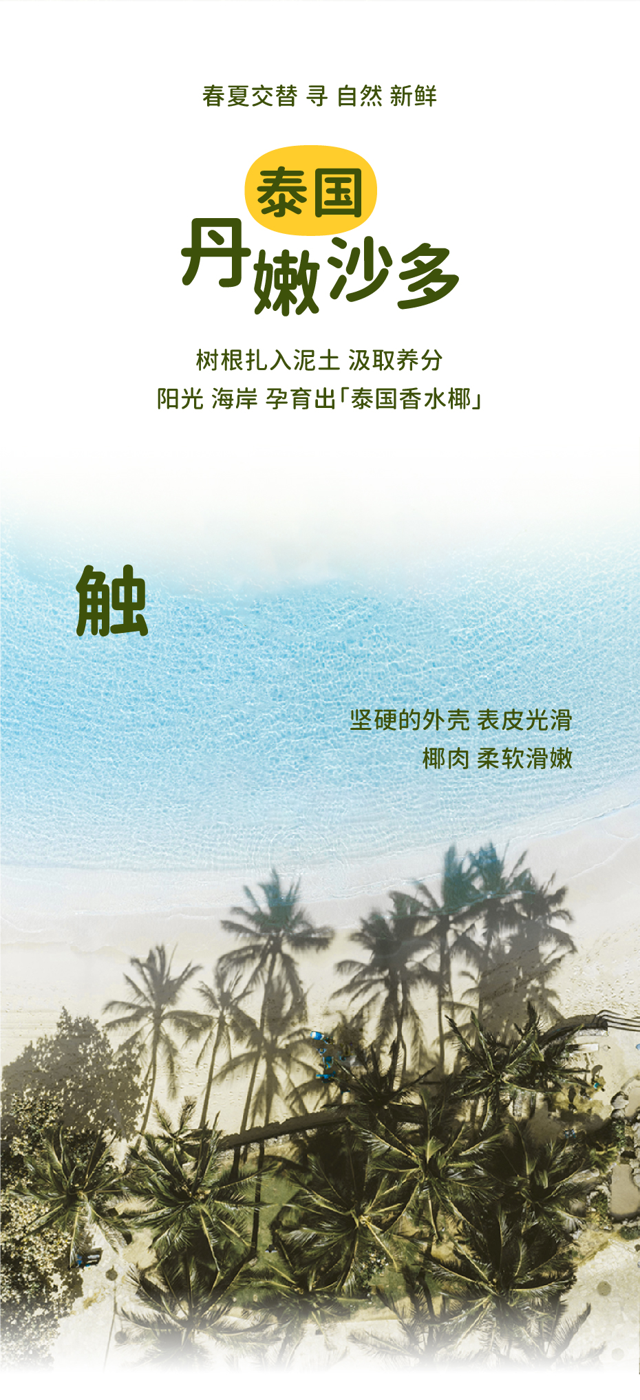 龙眼_画板 1 副本 2.jpg